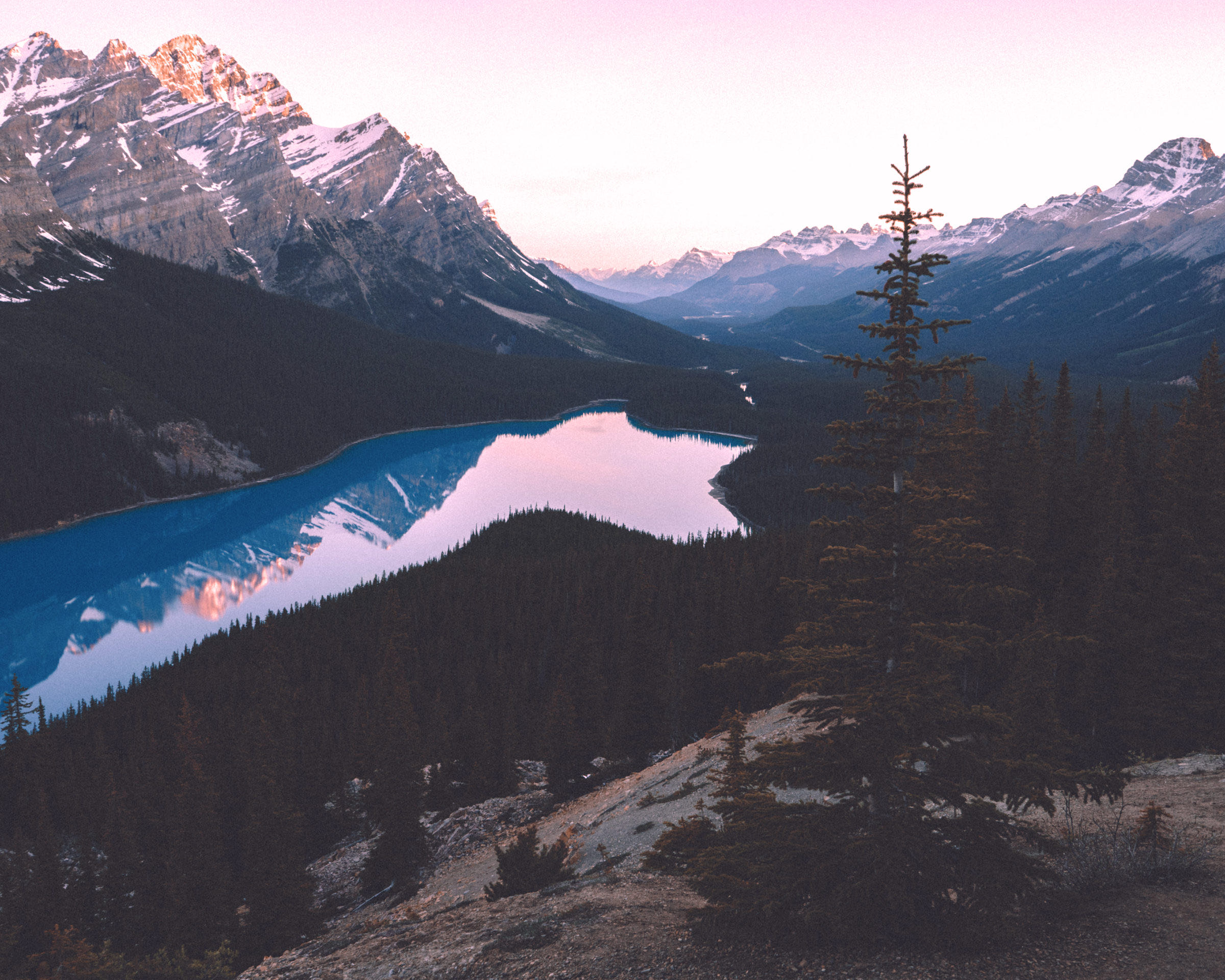Peyto Lake in soft pink alpenglow